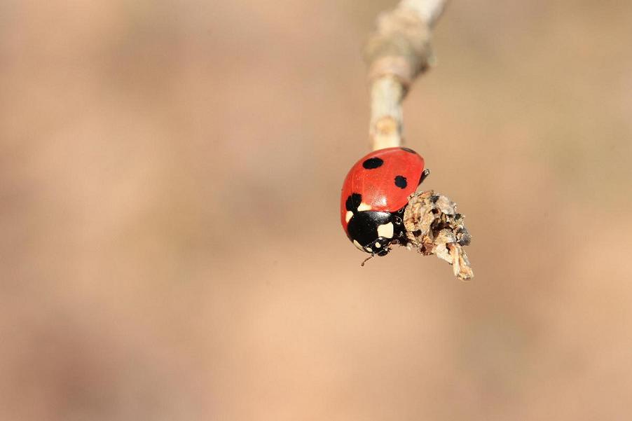 Coccinella