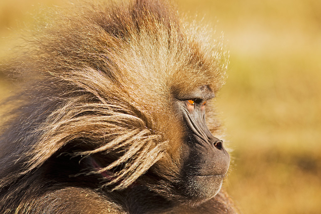 Gelada maschio