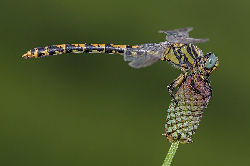 Onychogomphus uncatus