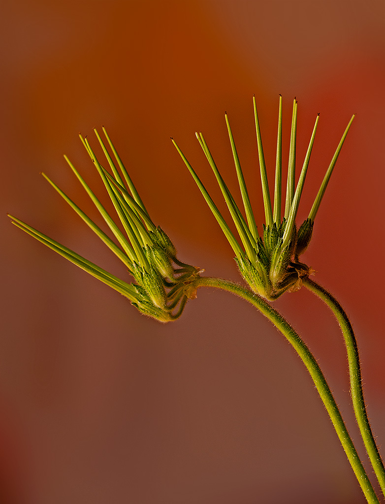 Flower lovers hippocampuses