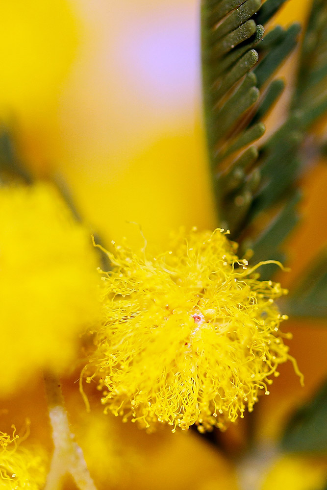 Auguri a tutte le donne...