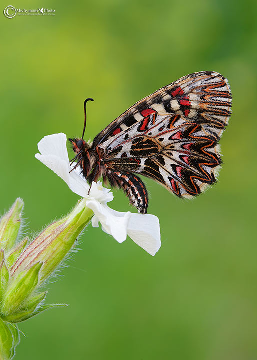 La Polissena (Zerynthia polyxena)