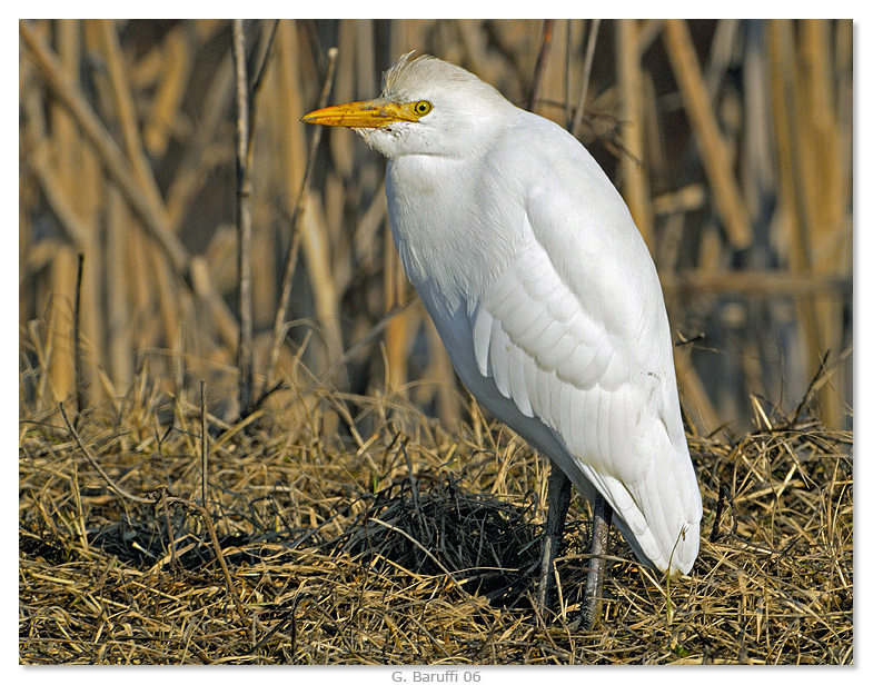Guarda Buoi a Mirandola