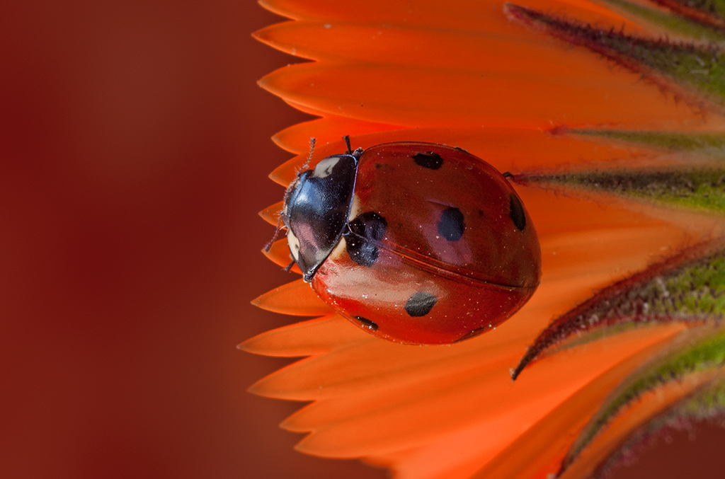ladybug on petal