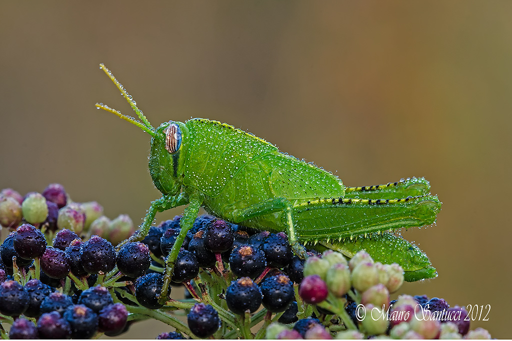 Acrididae - Anacridium aegyptium