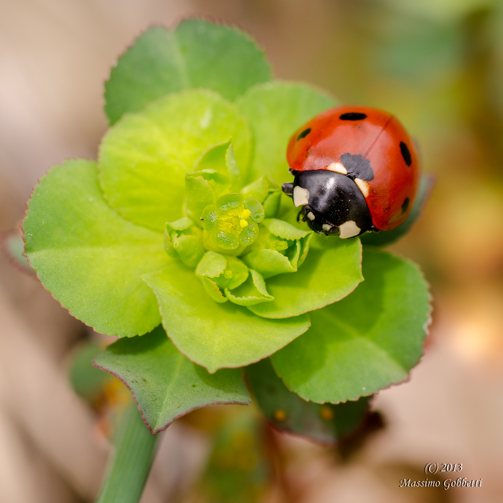 Prima macro con cavalletto
