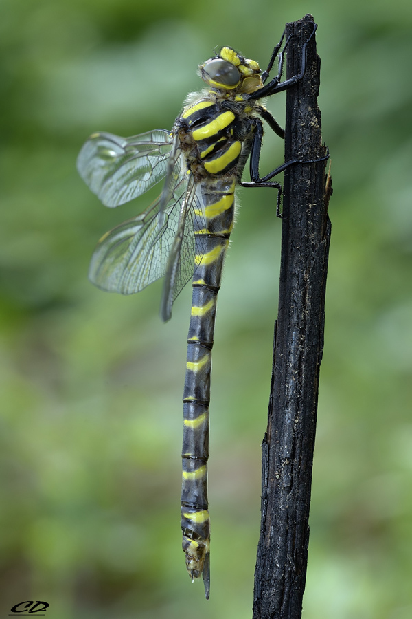 cordulegaster boltoniidonovan(1807-800)