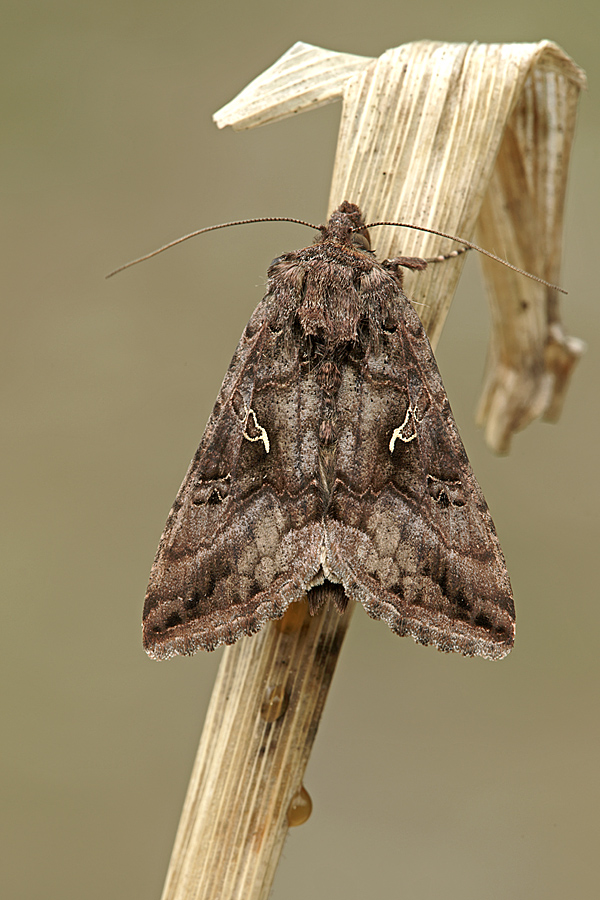 Autographa Gamma