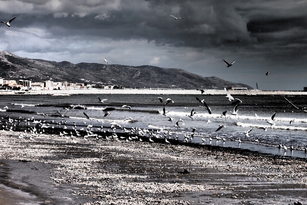 molluschi e gabbiani