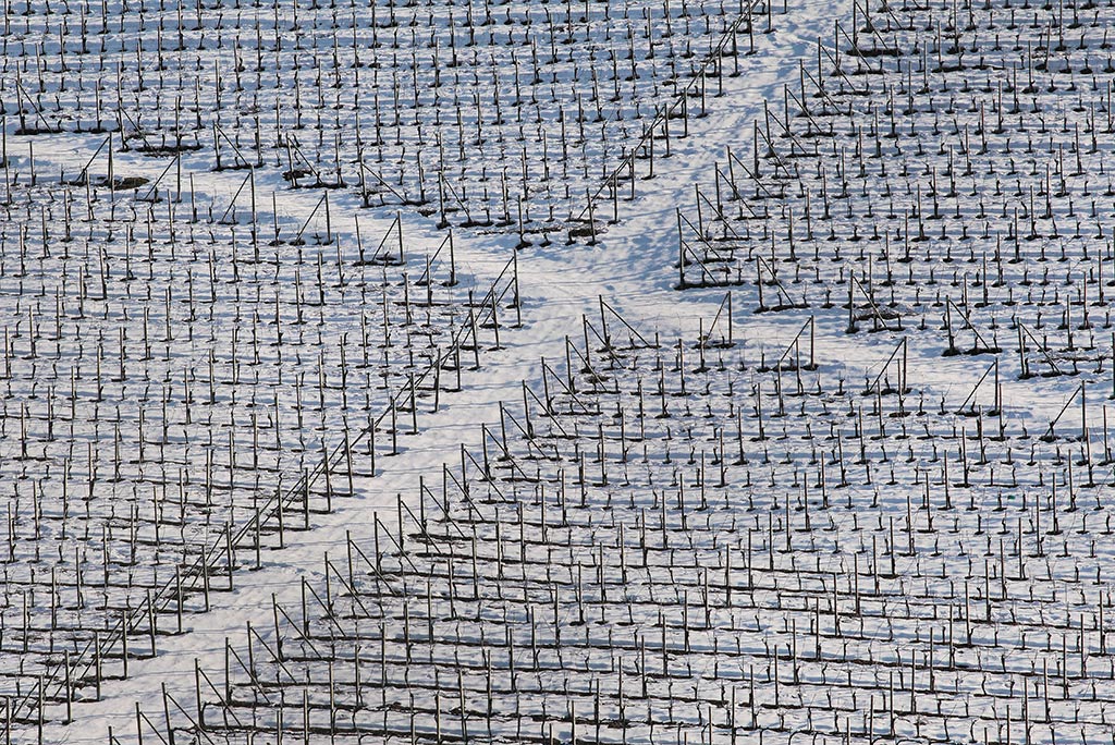 Vigneti Invernali