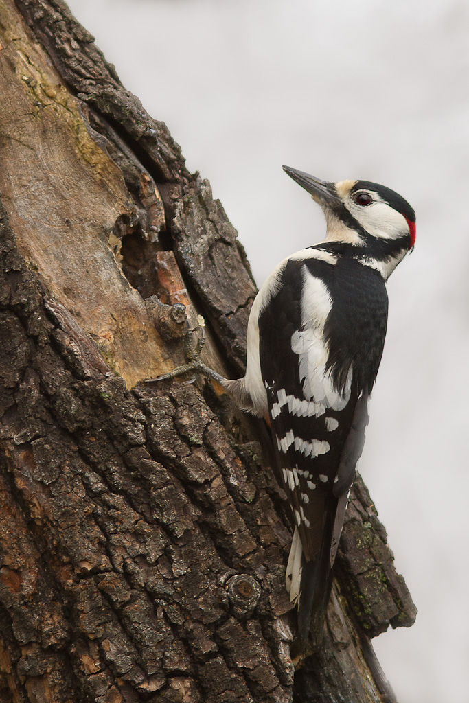 Picchio Rosso Maggiore