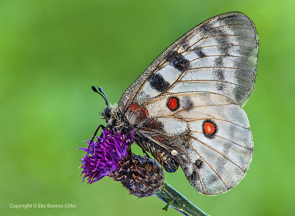 Parnassius apollo - farfalla apollo (Parnassius apollo)