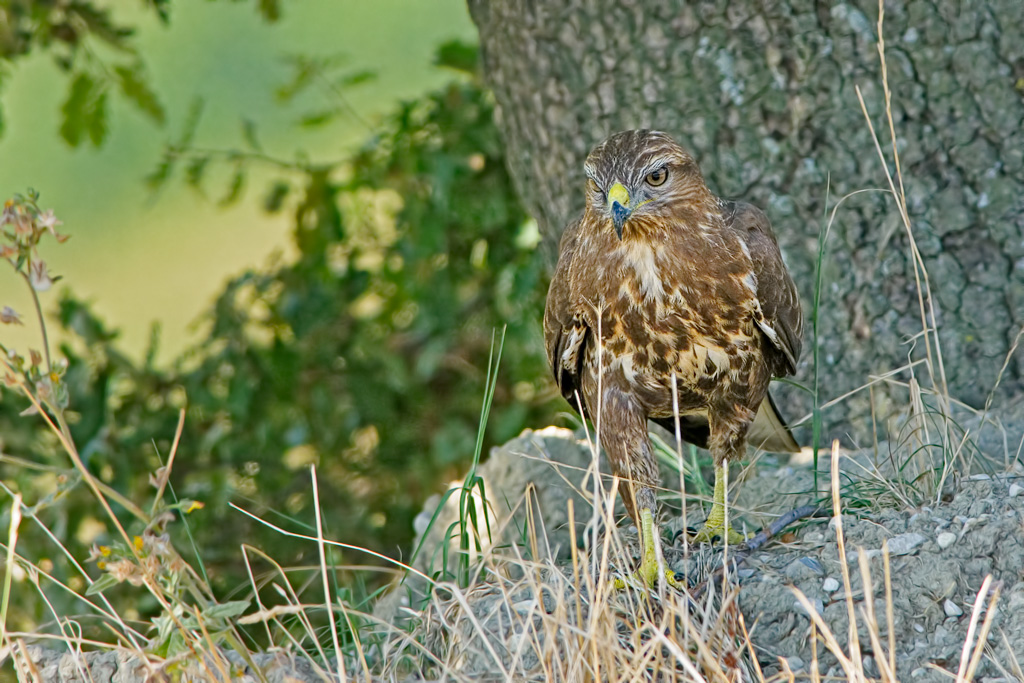 Poiana (Buteo buteo)