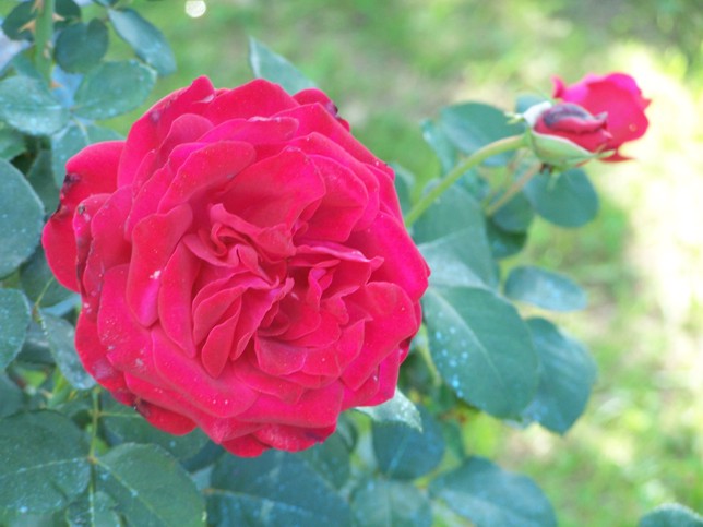 rosa provata dalle intemperie