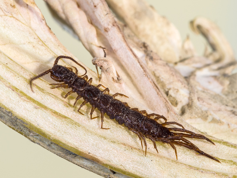 Lithobius.sp