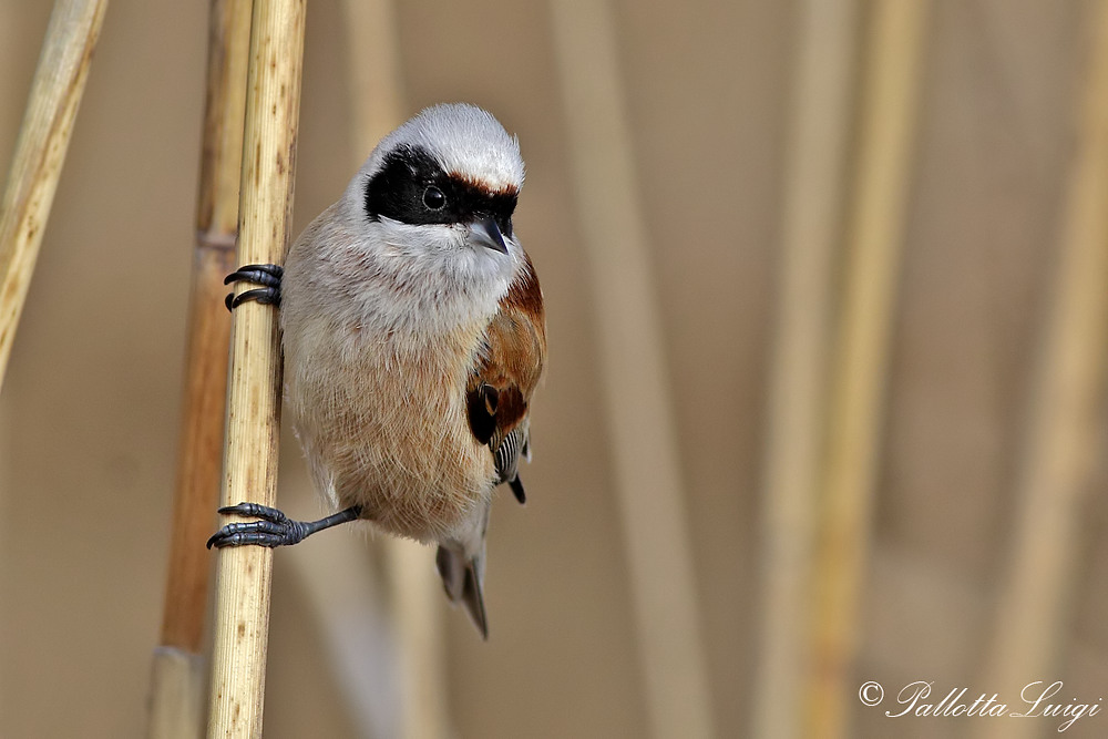 Pendolino(Remiz pendulinus)