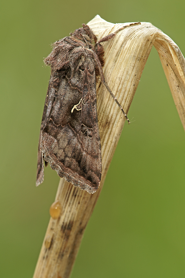 Profilo: Autografa Gamma