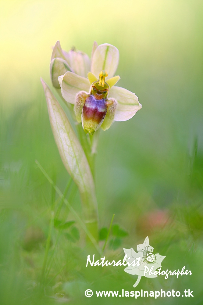 ... Ibrido Ophrys bombyliflora � tenthredinifera ...