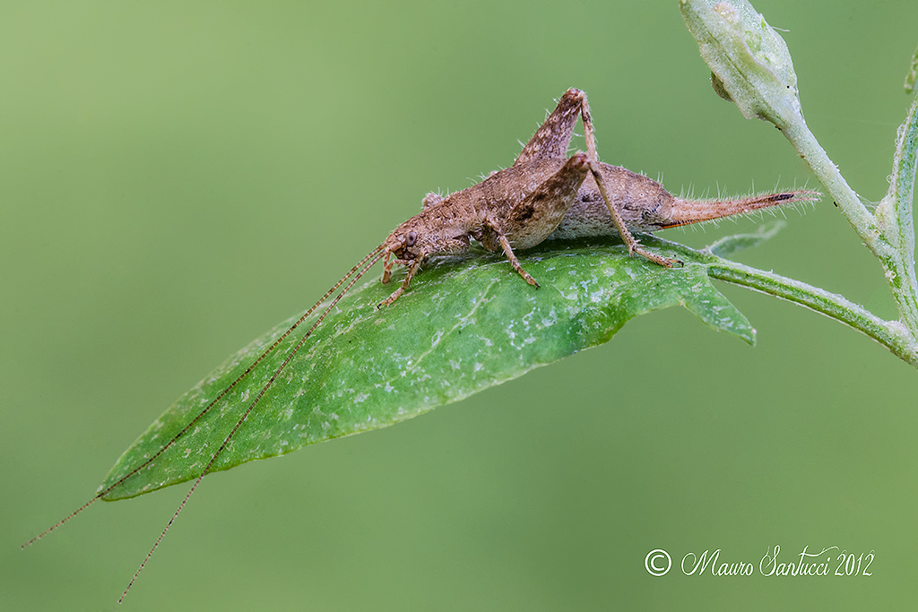 Arachnocephalus Vestitus