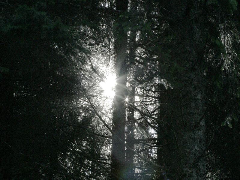 Spiraglio forestale!