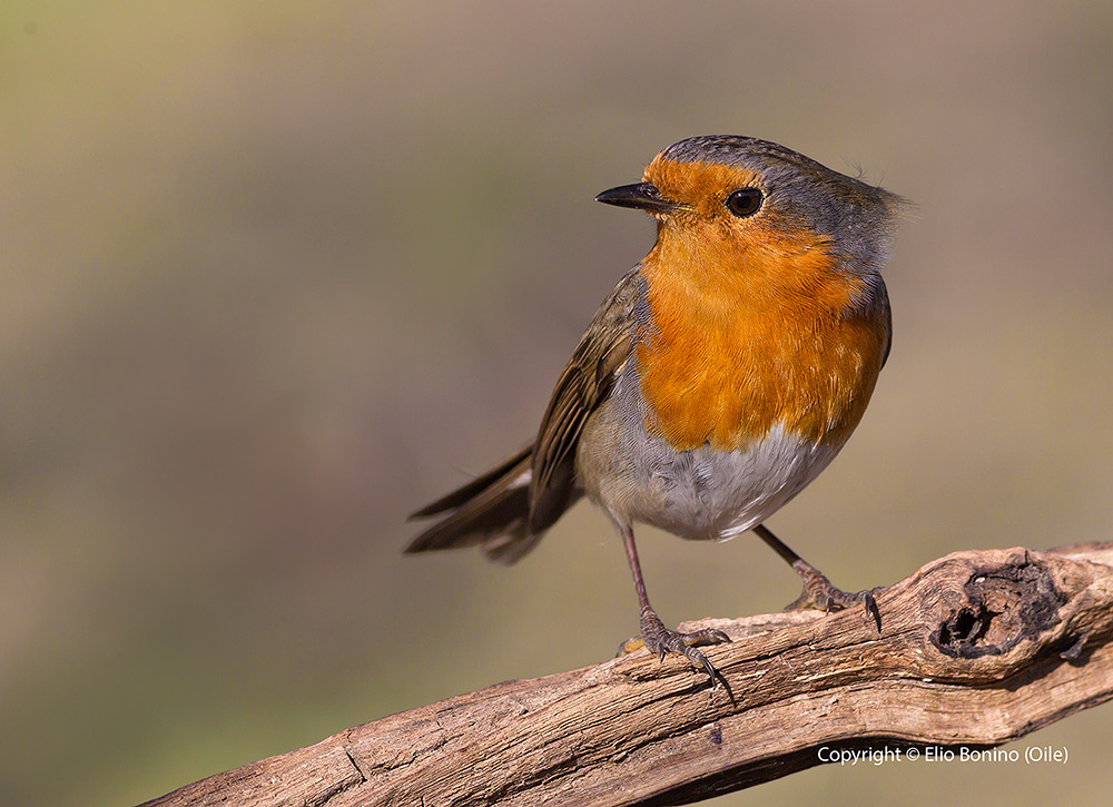 Pettirosso (Erithacus rubecula)