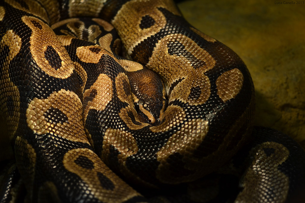 Tra le spire del serpente
