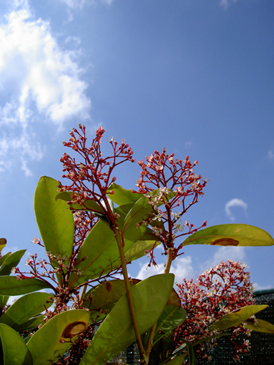 fantasia fiori e nuvole