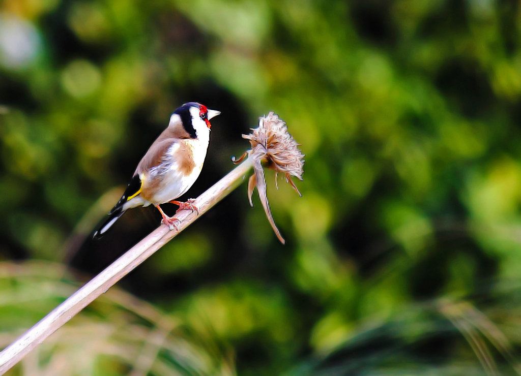 sguardo cardellino...