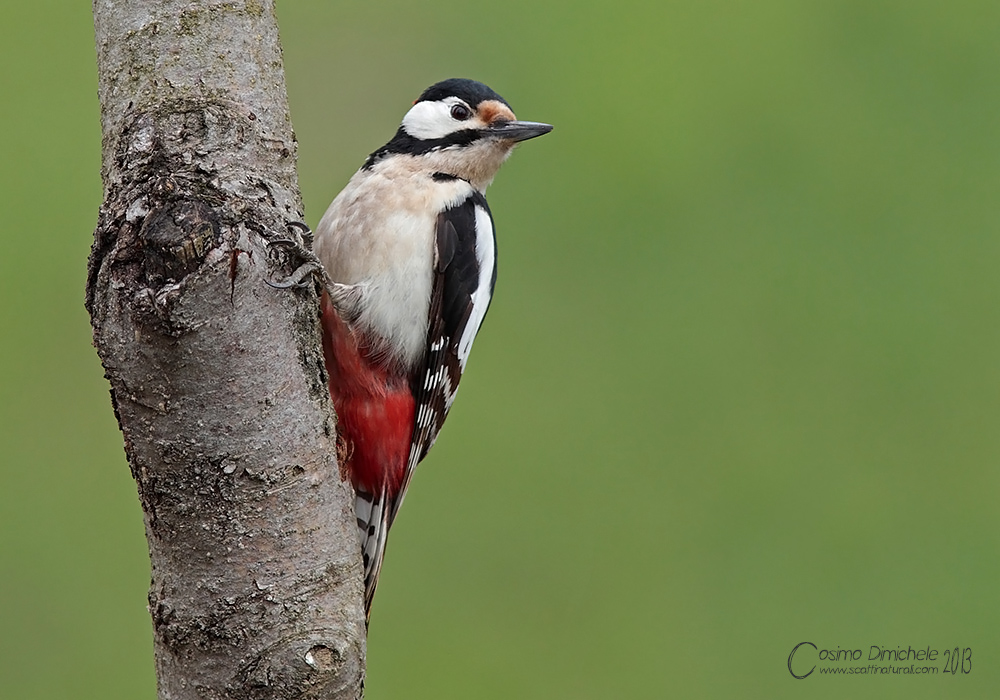 Picchio rosso maggiore