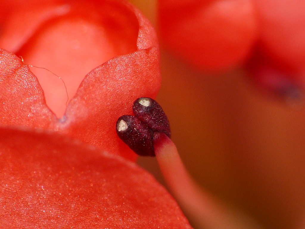 Pistillo di azalea