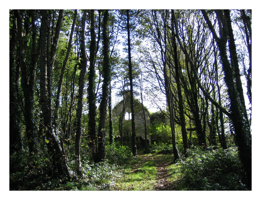 Chiesa nel Bosco - Irlanda (Cork)