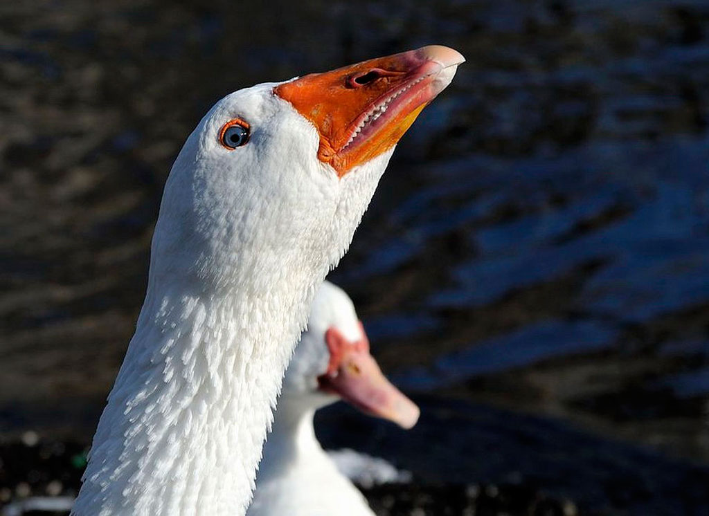 Sorriso.............