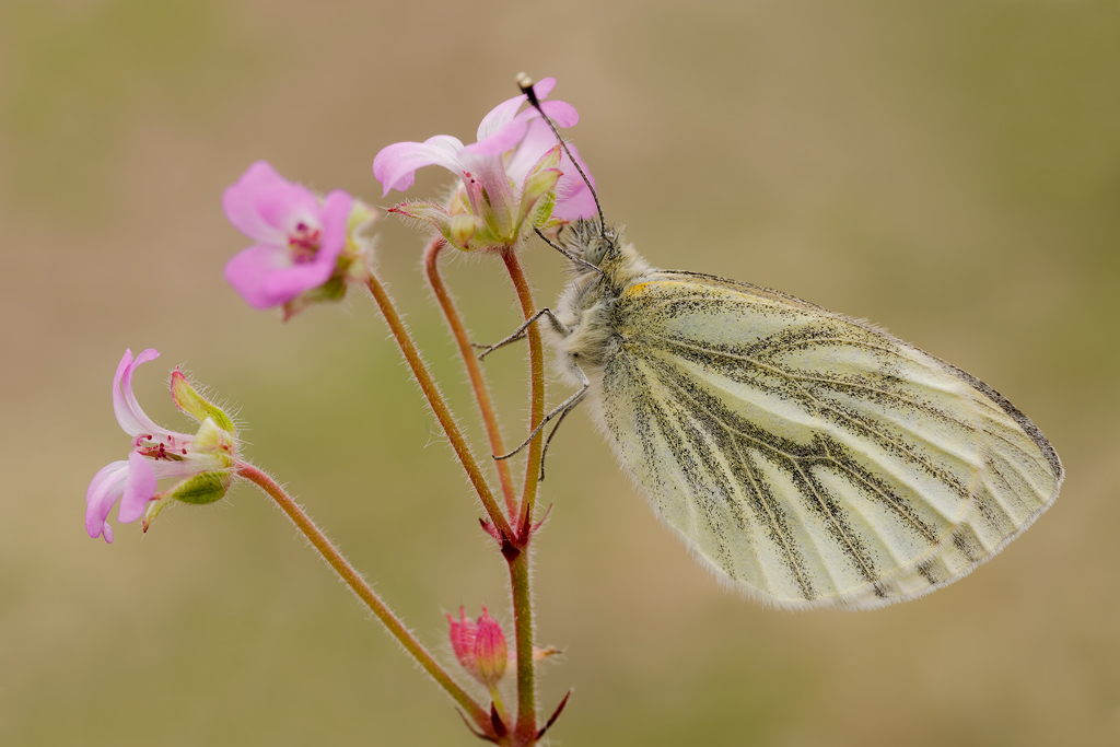 Pieris napi ( 2013 )