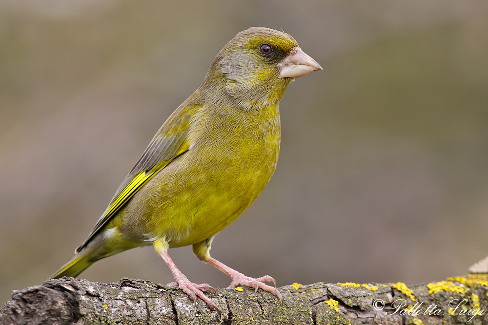 Verdone (carduelis chloris)