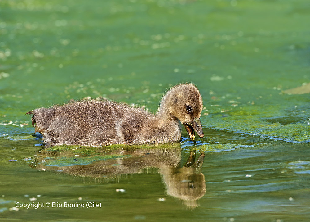 Cigno reale o cigno bianco (Cygnus olor)