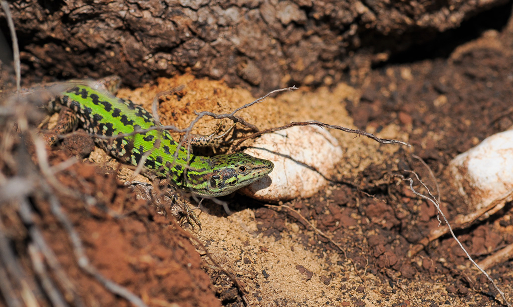 Lucertola ! !