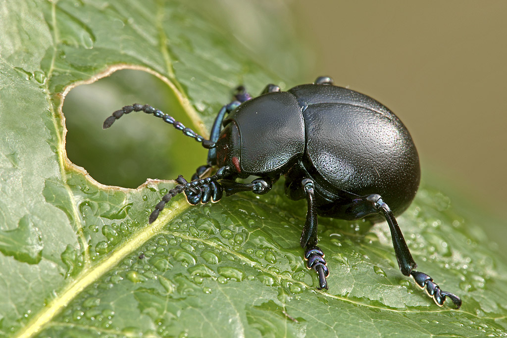 Timarcha Tenebricosa