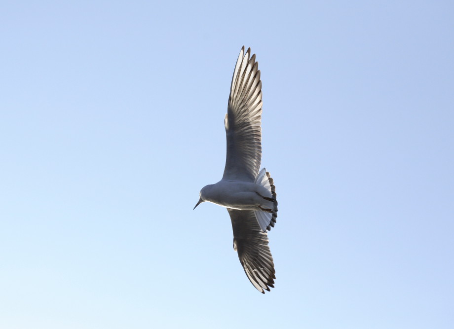 gabbiano