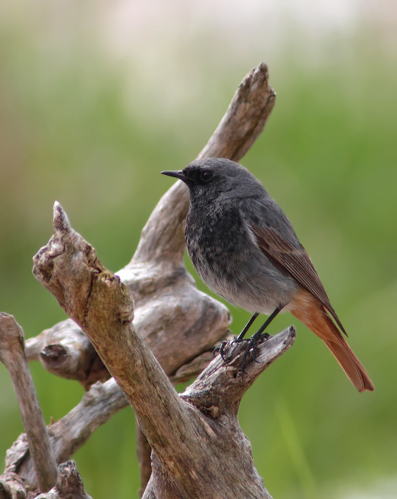 Codirosso spazzacamino