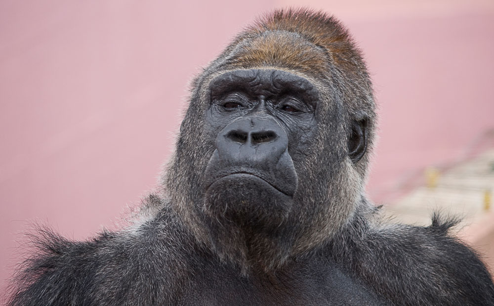 Io so' io e voi nun siete....