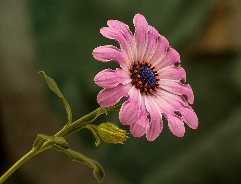 Primizie Primaverili