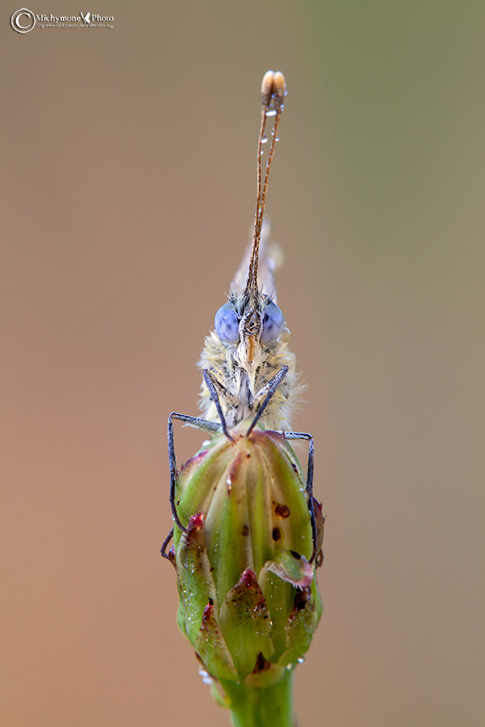 Pontia edusa (Fabricius, 1777)