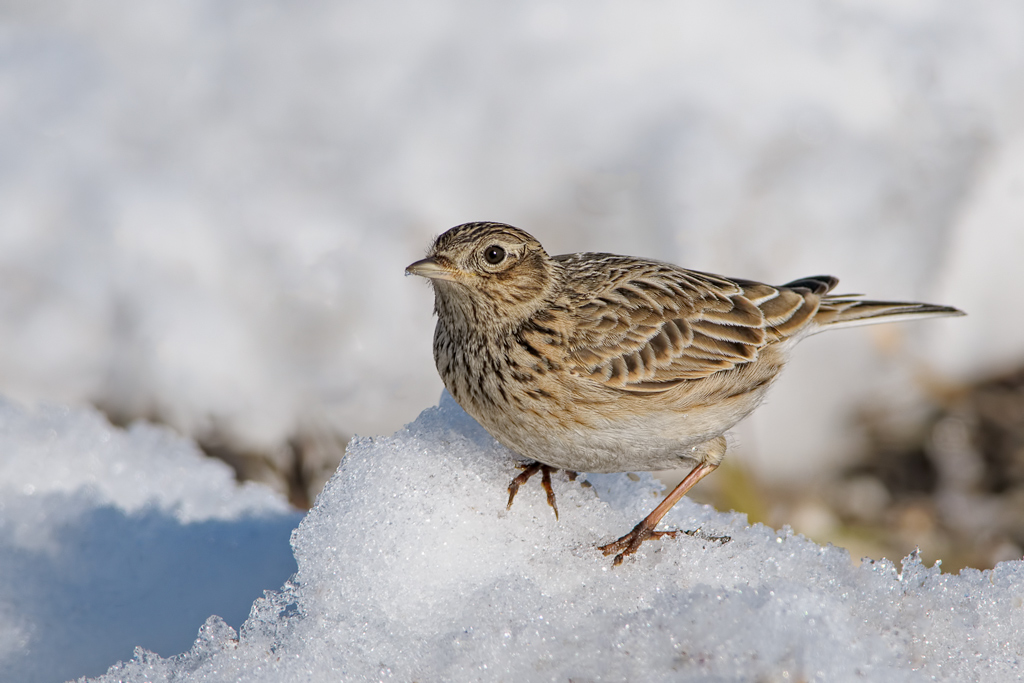 Allodola (Alauda arvensis)