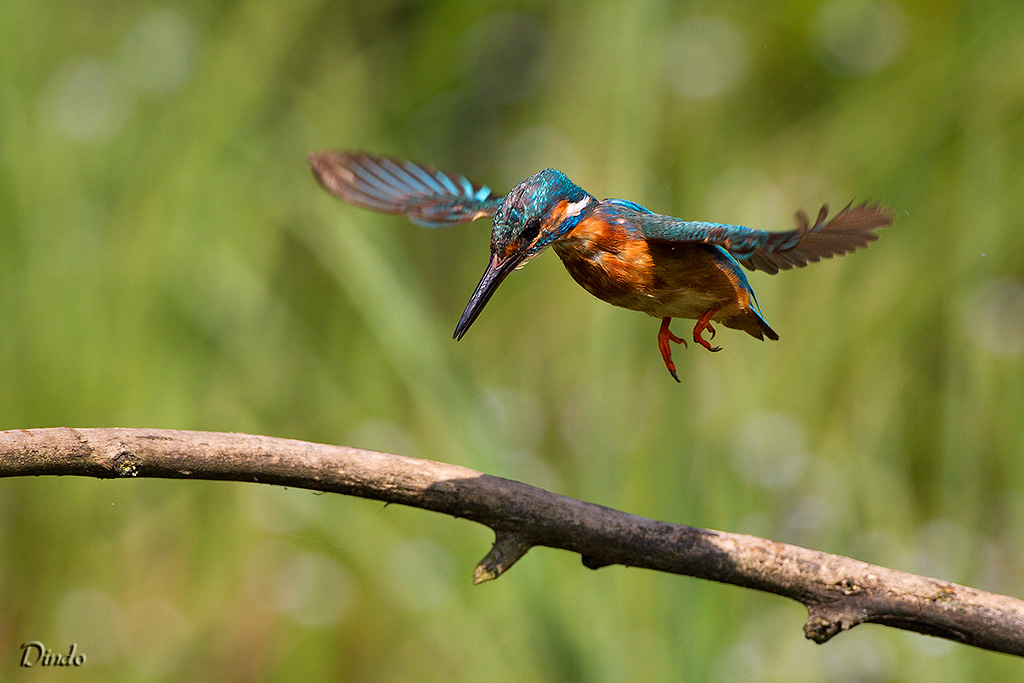 Il ritorno del martin