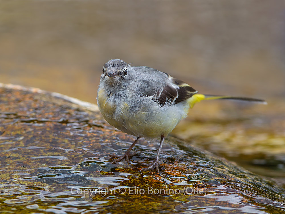 Ballerina gialla (Motacilla cinerea)