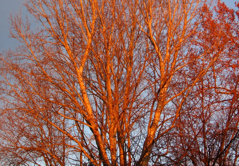 diramazioni al tramonto