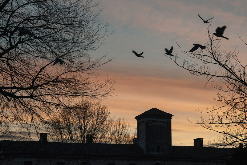 Da un albero all'altro...
