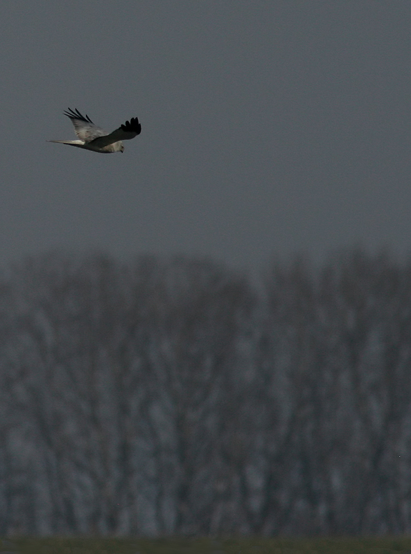maschio di albanella minore