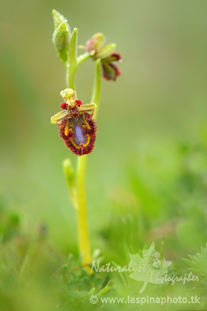 ...Ophrys speculum...