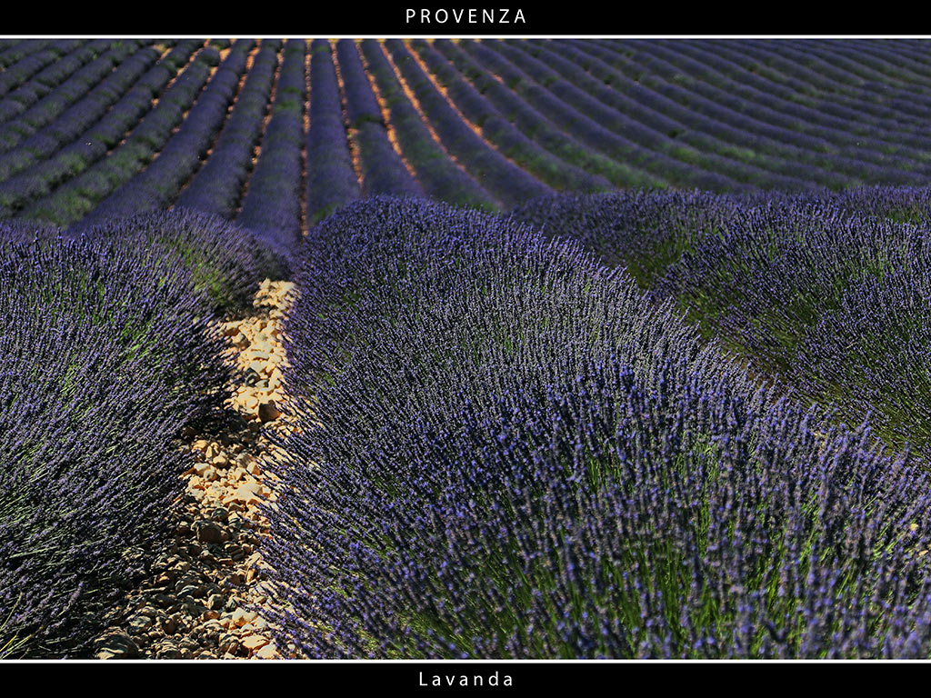 Provenza # 38